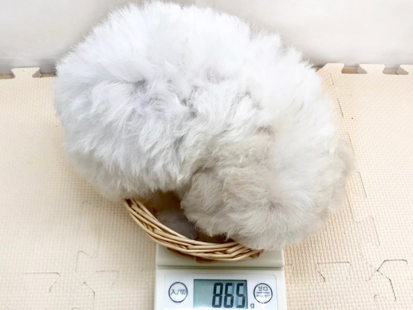 成犬時は3～6kgを予想 | ビションフリーゼ （120197） - 今宿店