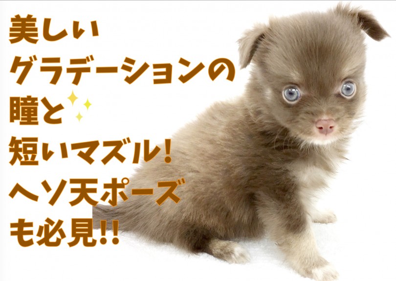 【 チワワ 】美しいグラデーションの瞳と短いマズル!ヘソ天ポーズも必見!!