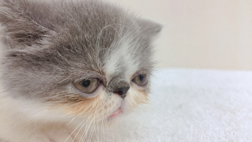 色々な箱を用意してトロトロになるエキゾちゃん | エキゾチックショートヘア （6130822） - 大倉山店
