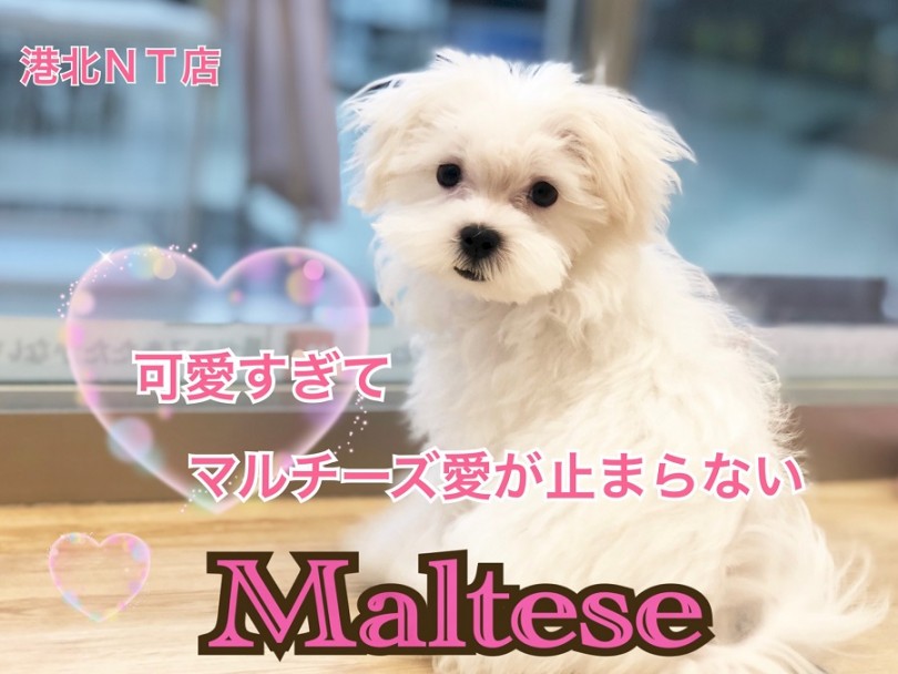 【 マルチーズ 】可愛すぎてマルチーズ愛がとまらない！