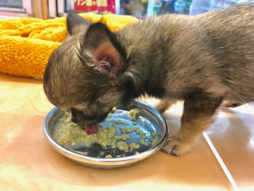 元気いっぱいのチワワちゃんは食欲だって旺盛 | チワワ （117213） - 鎌ヶ谷店