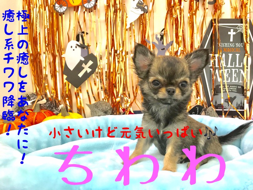 【 チワワ 】千葉県生まれの癒し系！見つめられたらノックアウト間違いなし！