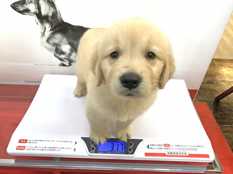 成犬時の推定体重は25~35kg | ゴールデンレトリバー （140236） - 横浜 元町店