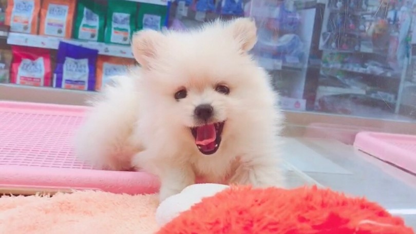 愛犬家として知られるヴィクトリア女王が愛した犬種 | ポメラニアン （6130823） - 大倉山店