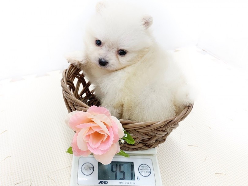 成犬時は2kg前後を予想 | ポメラニアン （814544） - 相模大塚店