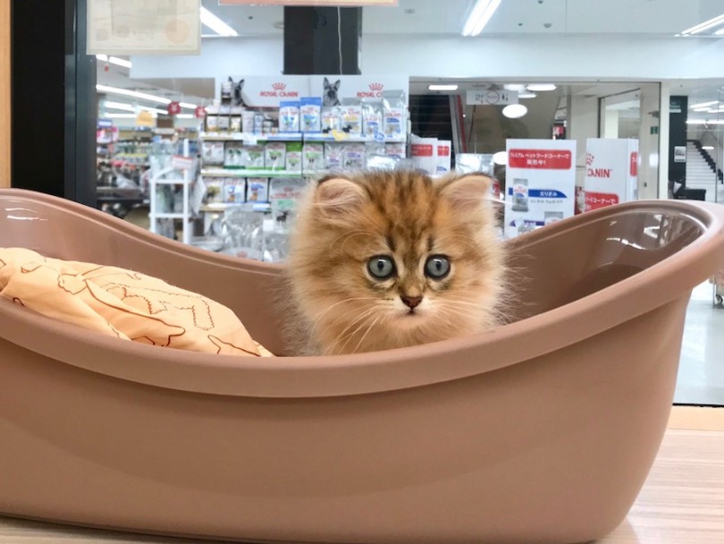 ペルくん専用の秘密基地（キャリーケース） | ペルシャ （120194） - 今宿店