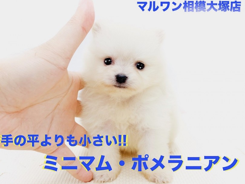 【 ポメラニアン 】手の平より小さい驚愕のサイズ感！遊びにお昼寝も全力BOY！