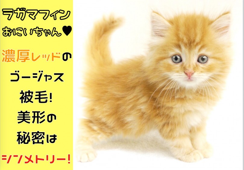 【 ラガマフィン兄 】濃厚レッドのゴージャス被毛!!美形の秘密はシンメトリー!