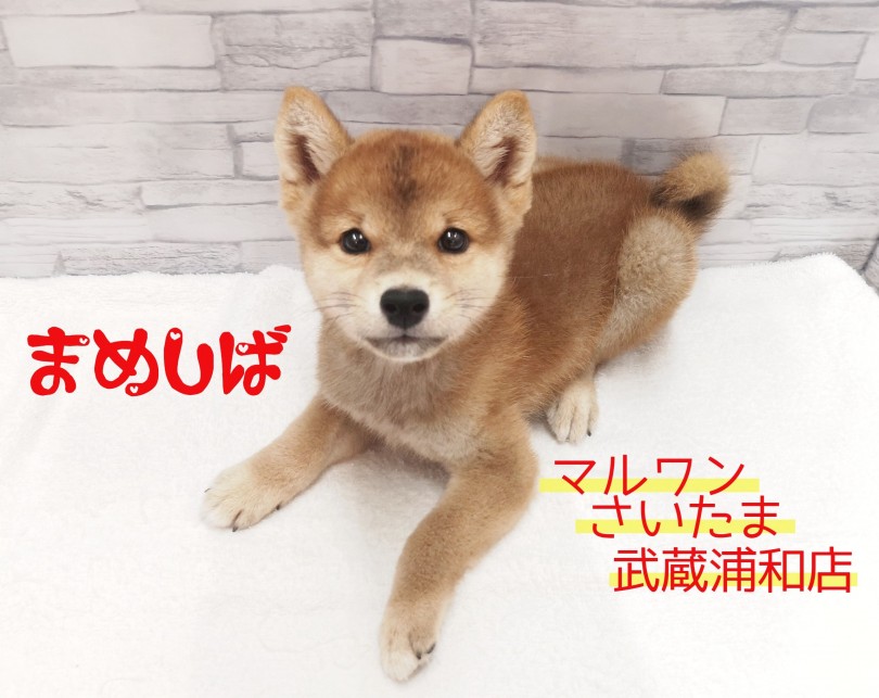 【 豆柴 】超美形なイケメン男子！その可愛さは埼玉一！！