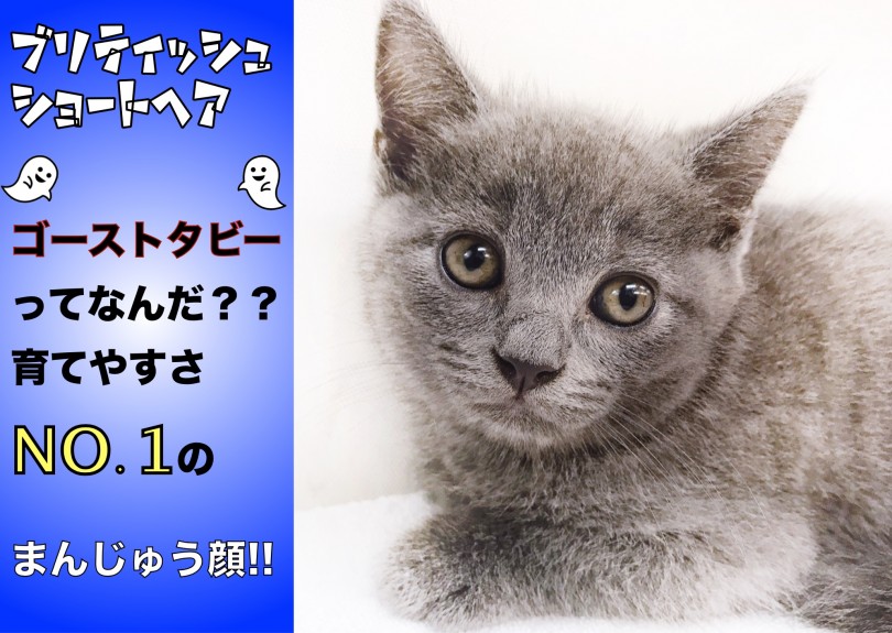 【 ブリティッシュ 】ゴーストタビーって?育てやすさNO.1のまんじゅう顔!