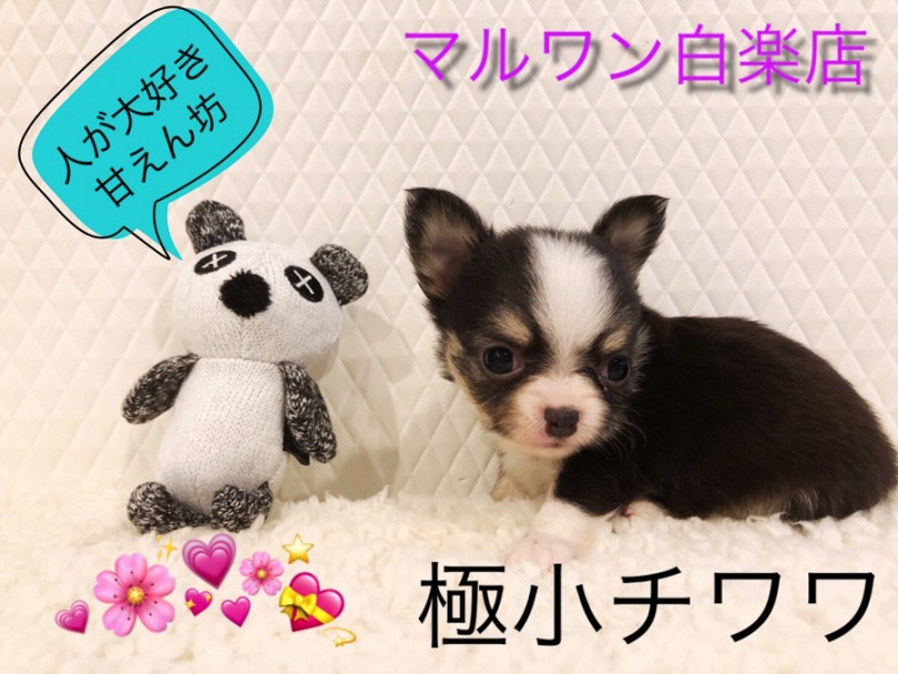 【 極小チワワ 】注目度のNo1！生後65日で驚愕の437gのミニマムサイズ！