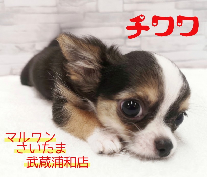 【 チワワ 】アクセス数急上昇中！！キラキラおめめがまぶしすぎる男の子！！