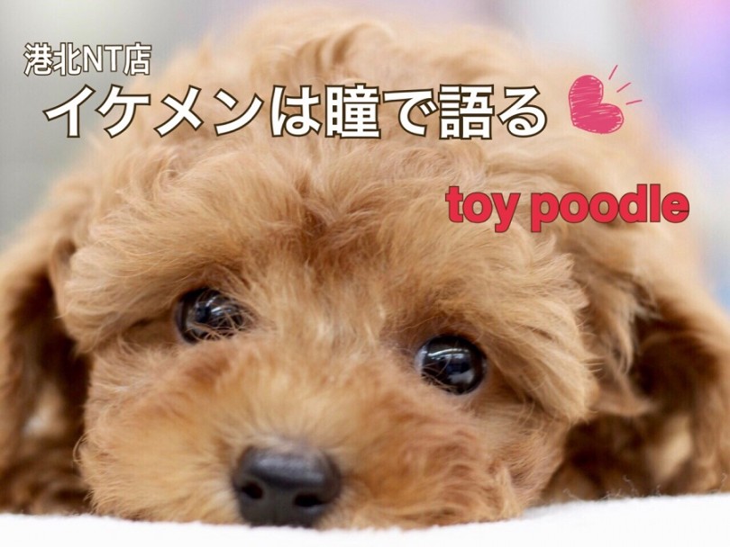 【 トイプードル 】イケメンは瞳で語る！ フェミニンBOY登場！