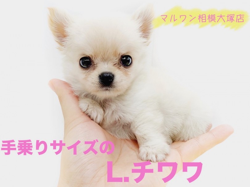 【 チワワ 】永遠のパピー！手のりサイズ＆ドワーフ体型がポイント！キメ顔は必見！