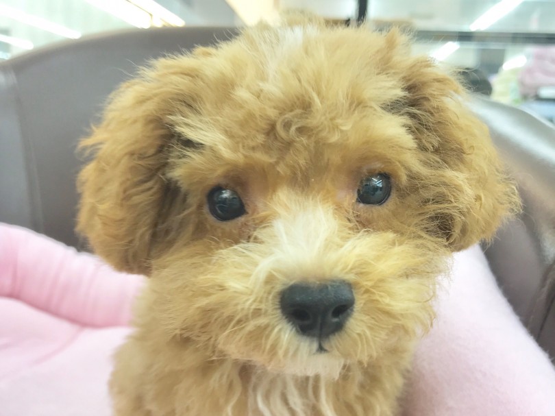 パパがマルチーズ！ママがトイ・プードル！ | MIX犬 （914479） - 志村坂下店