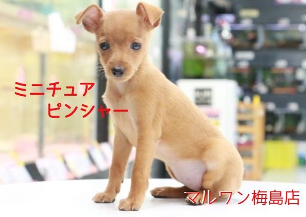 【 ミニチュアピンシャー 】お手入れ苦手な方にピッタリ！美しい体躯に見惚れ注意！