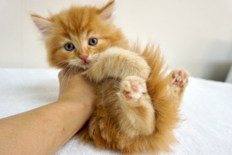 別名「テディベアキャット」と呼ばれるのにも納得のショット | ラガマフィン （6130820） - 大倉山店