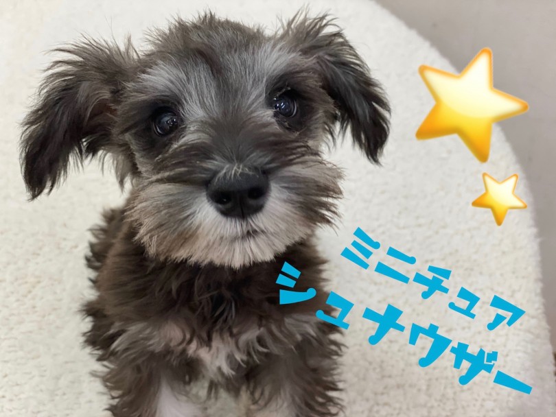 【 ミニチュア・シュナウザー 】甘え上手なシュナくんに密着‼