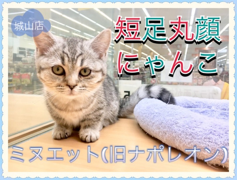 【 ミヌエット 】 短足丸顔ニャンコ！城山店のアイドルミヌエットをご紹介！
