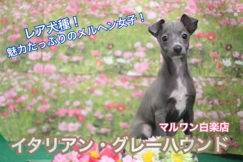 【 イタリアングレーハウンド 】希少犬種！！魅力たっぷりのメルヘン女子！