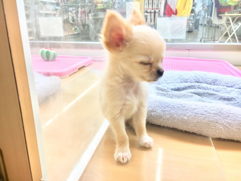 撮影に疲れちゃったかな？ | チワワ （118365） - 城山店