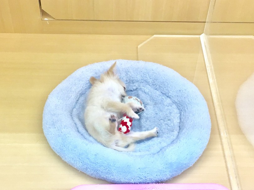 パンダちゃんを抱き枕にして寝てます | チワワ （118365） - 城山店