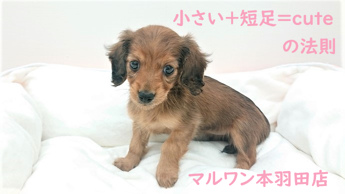カニンヘン・ダックスフント
