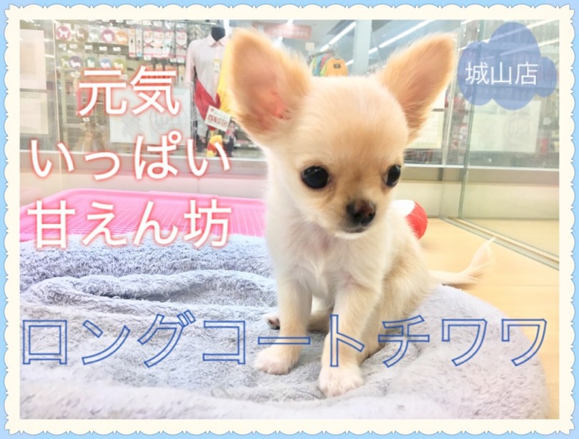 【 チワワ 】元気いっぱい甘えん坊のロングコートチワワくん！   
