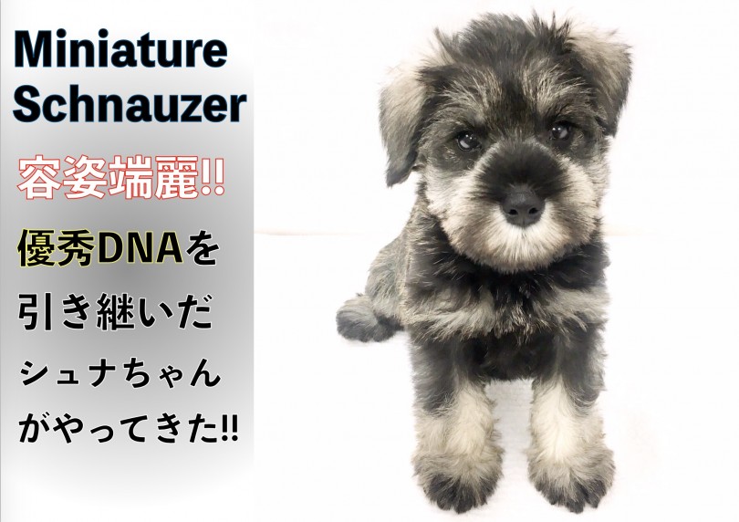 【 ミニチュア・シュナウザー 】容姿端麗!!優秀DNAを引き継いだシュナちゃん!