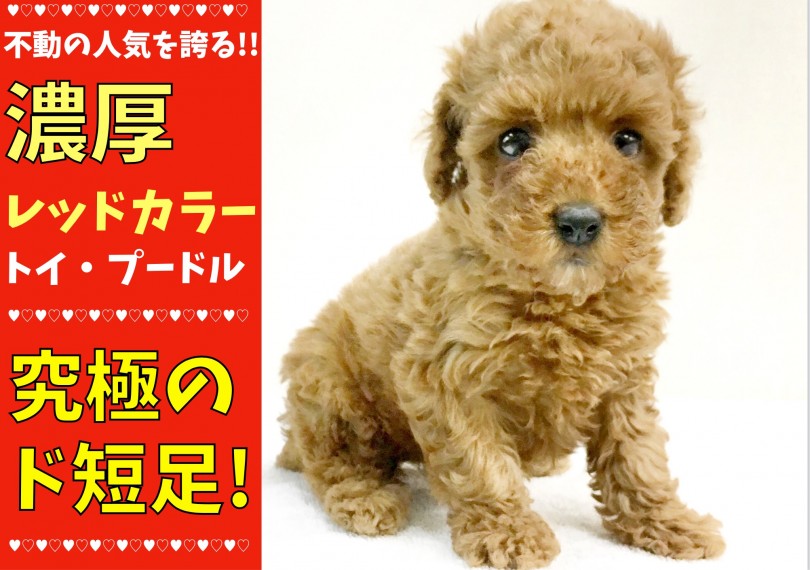 【 トイ・プードル 】ドワーフを超えた究極のド短足!!不動の人気の濃厚レッド!!