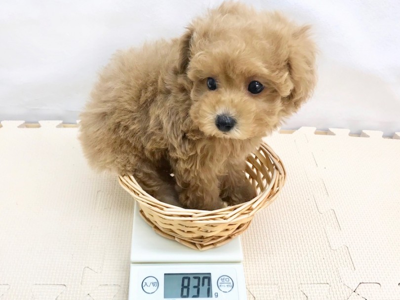 成犬時は3kg以下 | トイ・プードル （120192） - 今宿店