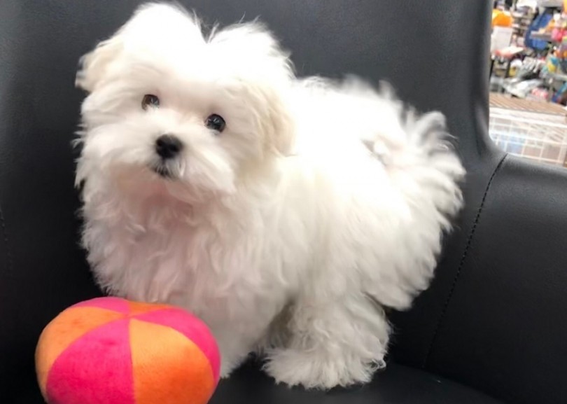 長い歴史愛され続けている犬種 | マルチーズ （311880） - 港北ニュータウン店