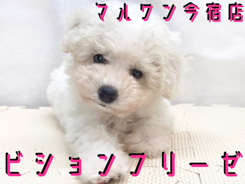 【 ビションフリーゼ 】モフモフマニア必見！最高の美貌と被毛を持つアフロちゃん！