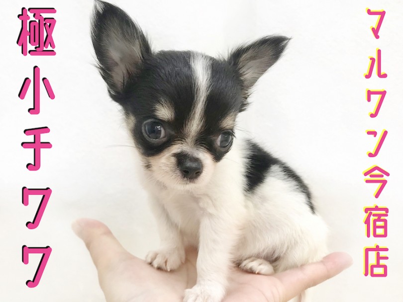 【 極小 チワワ 】生後50日で345g！おっとり・童顔・ドワーフの癒し系！