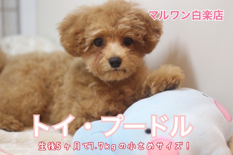 【 トイ・プードル 】特技はトリミング！生後5ヶ月で1.7kgの小さめトイプー！