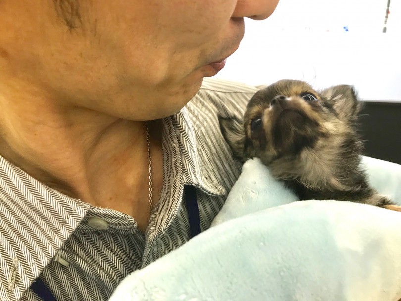 ワンJOYの鈴木先生にもきちんとご挨拶できました | チワワ （117213） - 鎌ヶ谷店
