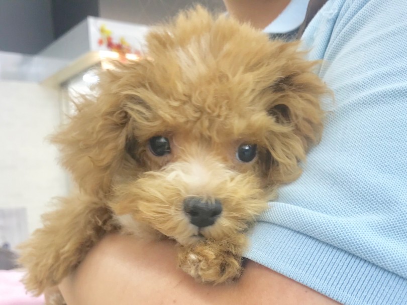 人懐っこさ全開！ | MIX犬 （914479） - 志村坂下店