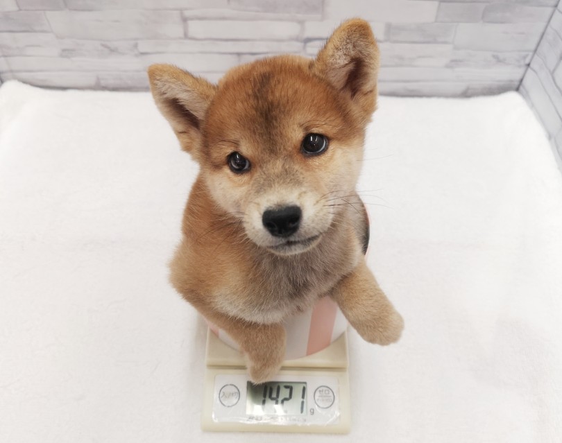 生後2か月半で1.4kg 成犬時でも5kg台を予想 | 豆柴 （412803） - さいたま 武蔵浦和店