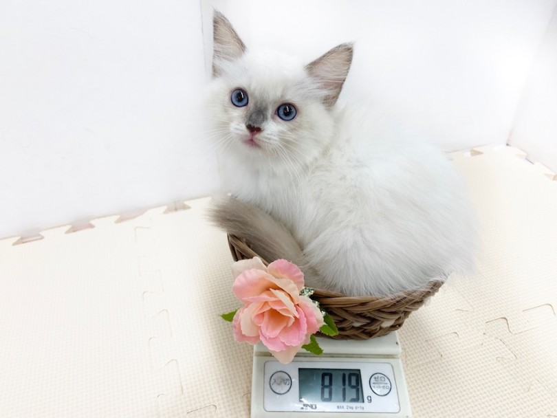 生後50日での体重は819g | ラグドール （814543） - 相模大塚店