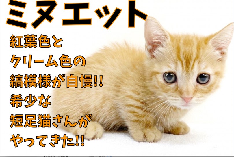 【 ミヌエット 】紅葉色とクリーム色の縞模様が自慢!!希少な短足猫さん！！