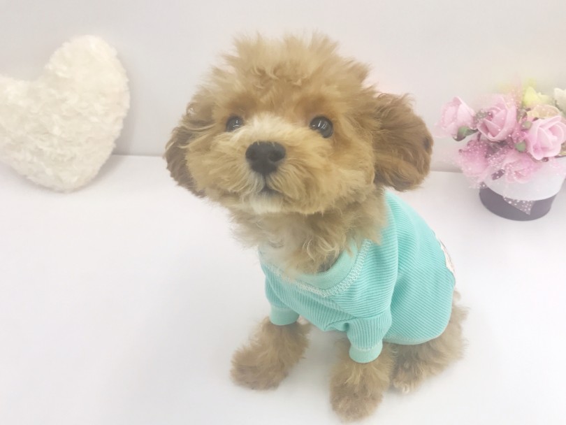 ファッションショー開幕！ | MIX犬 （914479） - 志村坂下店