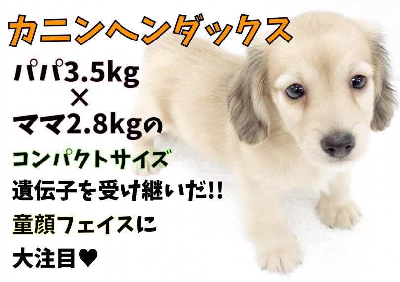 【 カニンヘンダックス 】コンパクトサイズ遺伝子を受け継いだ童顔に大注目♥