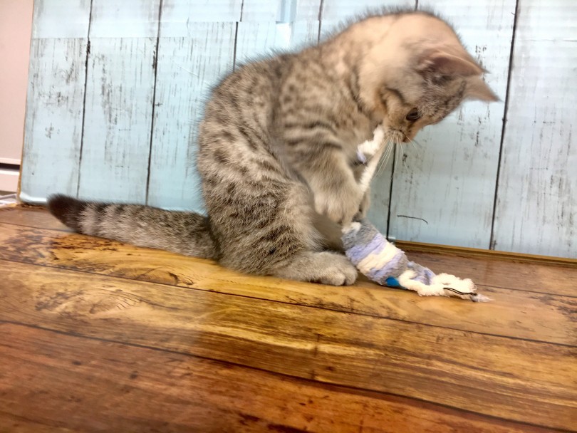 おもちゃを捕まえた後は・・・ | ミヌエット （118372） - 城山店