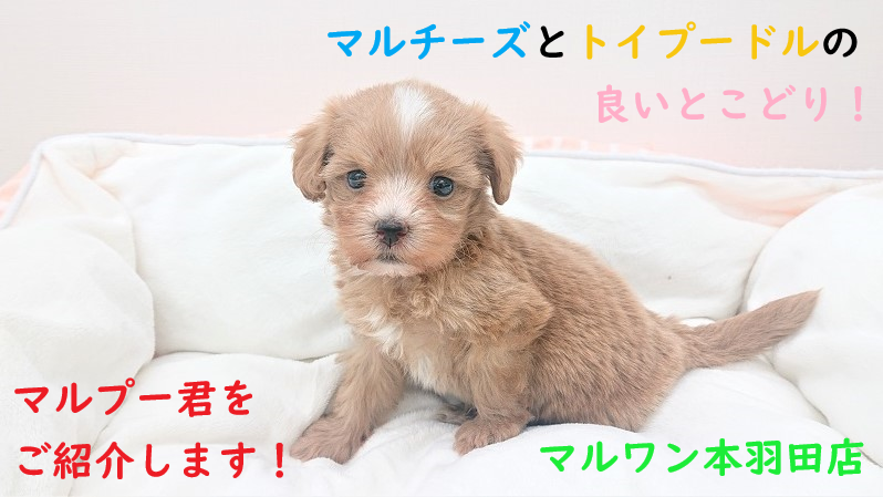 【 MIX 】マルチーズとトイプードルの良いとこどり！マルプー君をご紹介いたします！