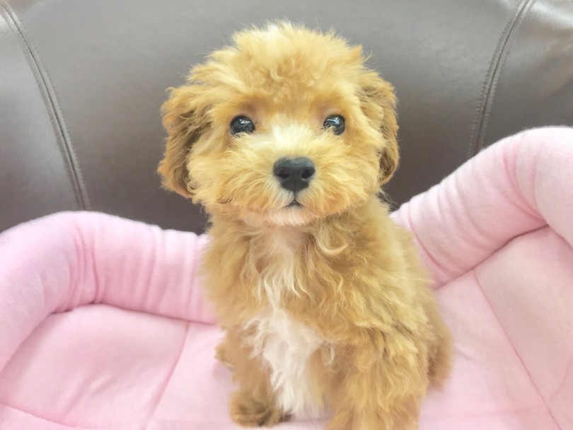 トイ・プードル譲りのカーリーヘア！ | MIX犬 （914479） - 志村坂下店