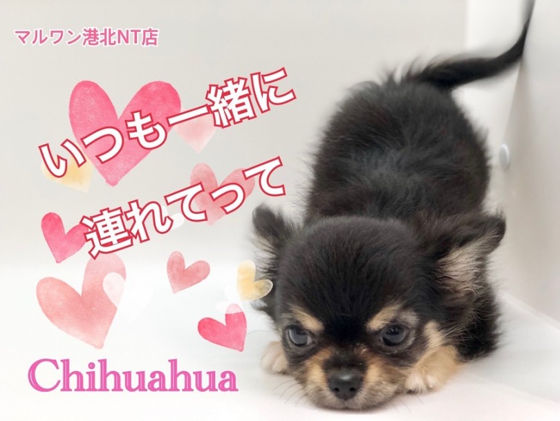 【 チワワ 】バッグにイン！いつも一緒に連れてって！