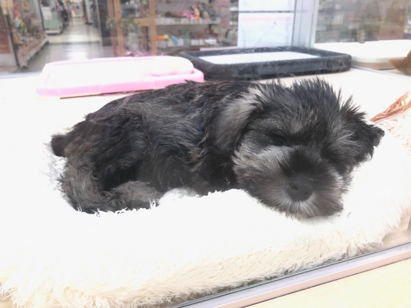 シュナちゃんにときめいたお客様はマルワン鶴見店に遊びに来てください | ミニチュア・シュナウザー （713646） - 鶴見店