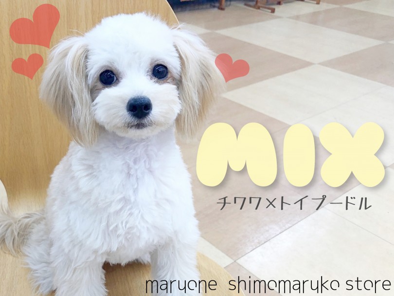 【 MIX 】嬉しさは体を使って表現！みんなを笑顔にしちゃうチワプーちゃん。