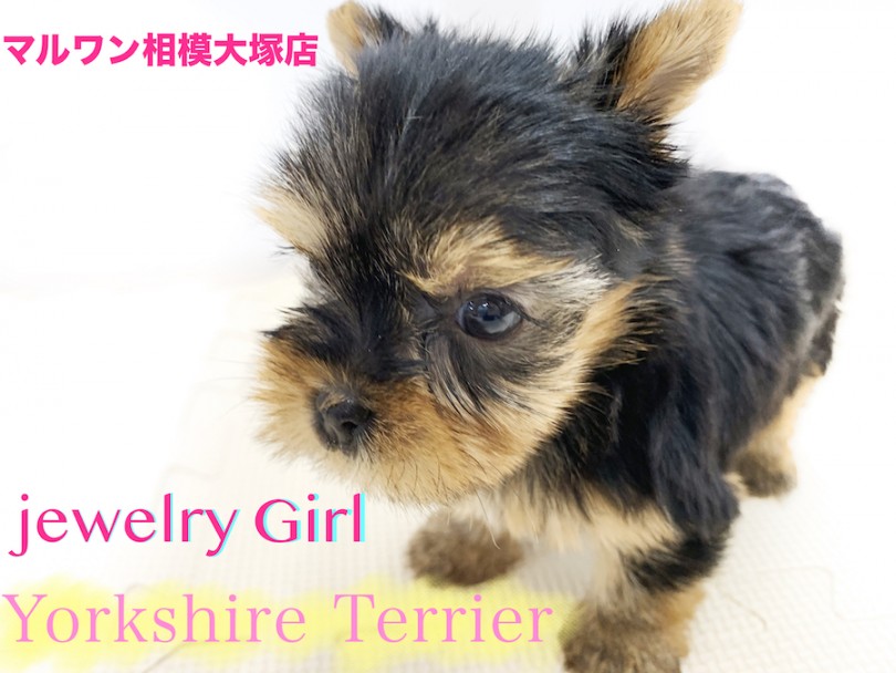 【 ヨークシャーテリア 】驚愕！生後50日で393g！元気で甘え上手♥