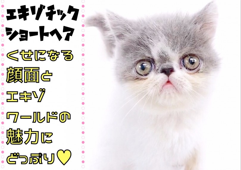 【 エキゾチックショートヘア 】くせになる顔面とエキゾワールドにどっぷり!!